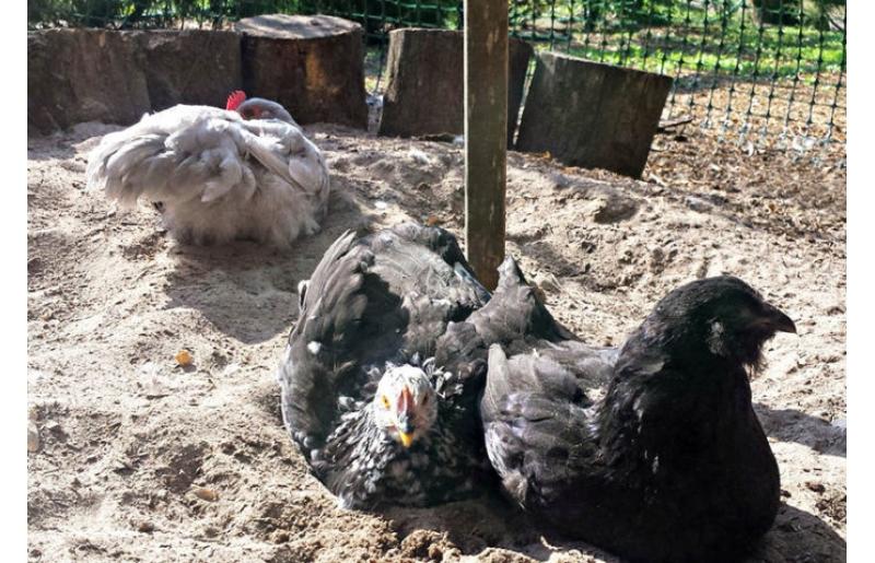 Carbonato Di Calcio Per Galline - Sabbia Purissima 25 Kg, Per Gusci Uova Forti E Ossa Sane - Foto 9