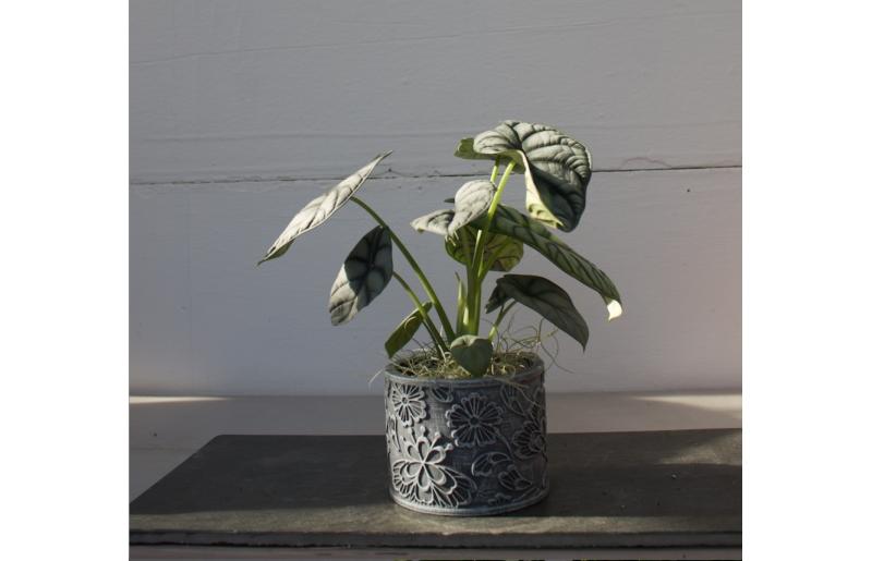 ALOCASIA-A.png