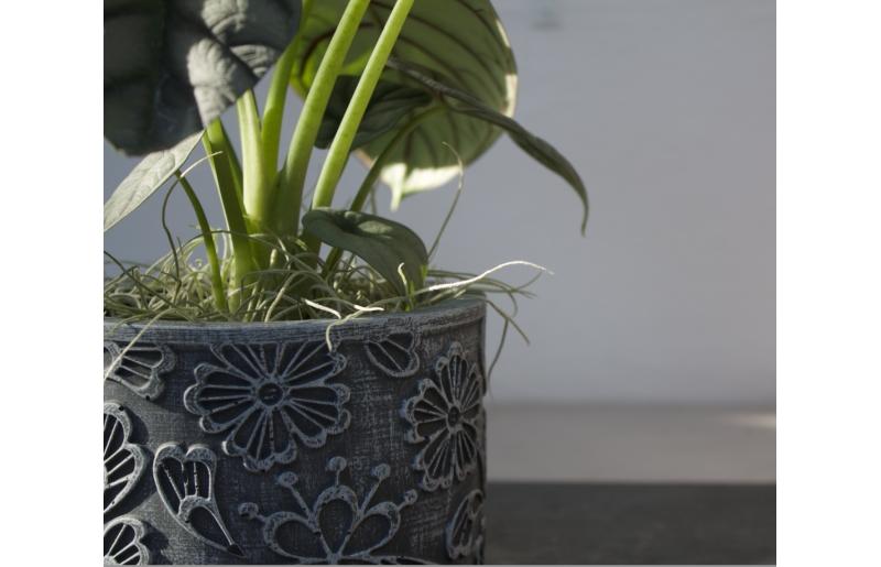 ALOCASIA-B.png