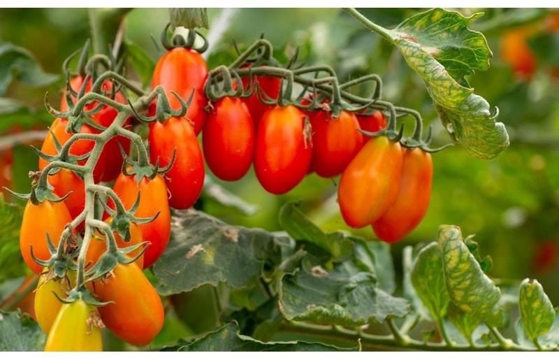 come-coltivare-i-pomodori-datterini-in-vaso-it-000jpeg.jpg