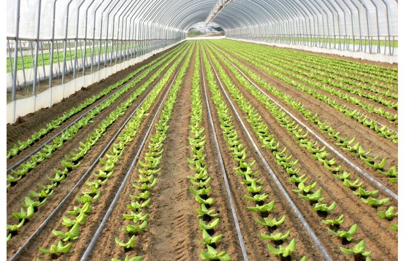 irrigazione-insalata-2jpeg.jpg