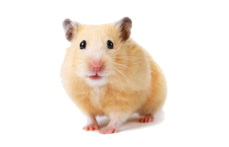 istockphoto-158732331-612x612.png