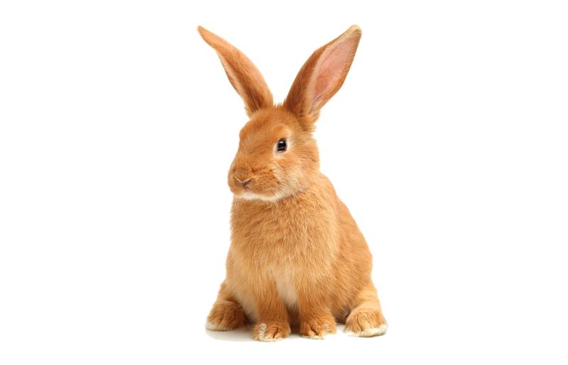 istockphoto-518322790-612x612.png